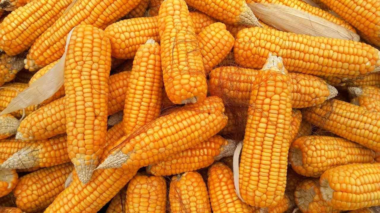 Canadá se une a EUA en lucha contra México por maíz transgénico