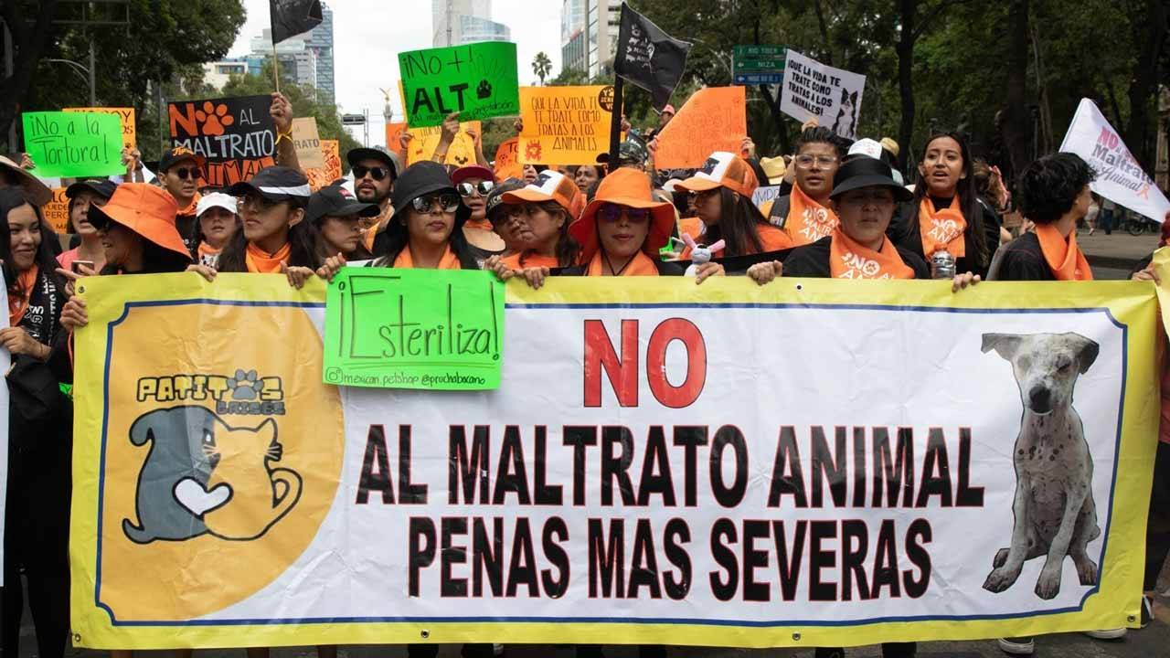 México sigue sin tener una Ley General de Bienestar Animal 