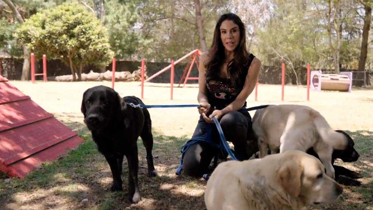 En "Sin Prejuicios con Paola Rojas" conoceremos qué son "Perrhijos" y la nueva forma en que se trata a los perros en el mundo