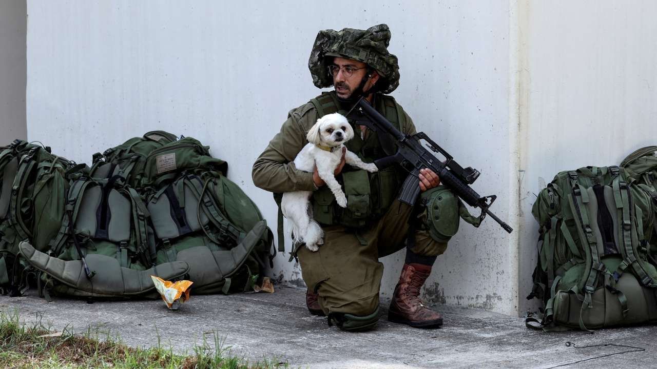 Perros rescatados tras bombardeos y ataques en Israel
