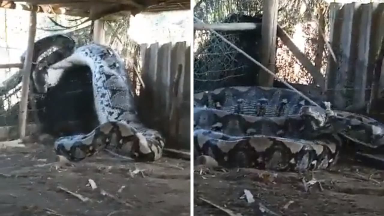 Serpiente Gigante es Capturada en la India | Video
