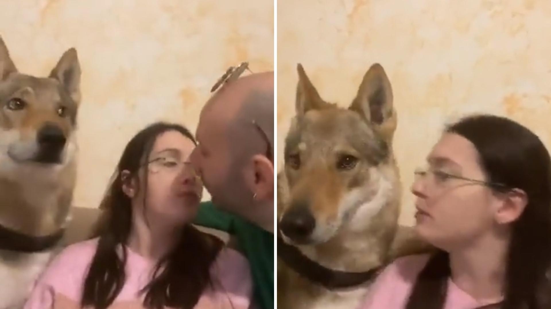 Video | Tierno Beso entre Pareja Provoca Celos a Perrito 
