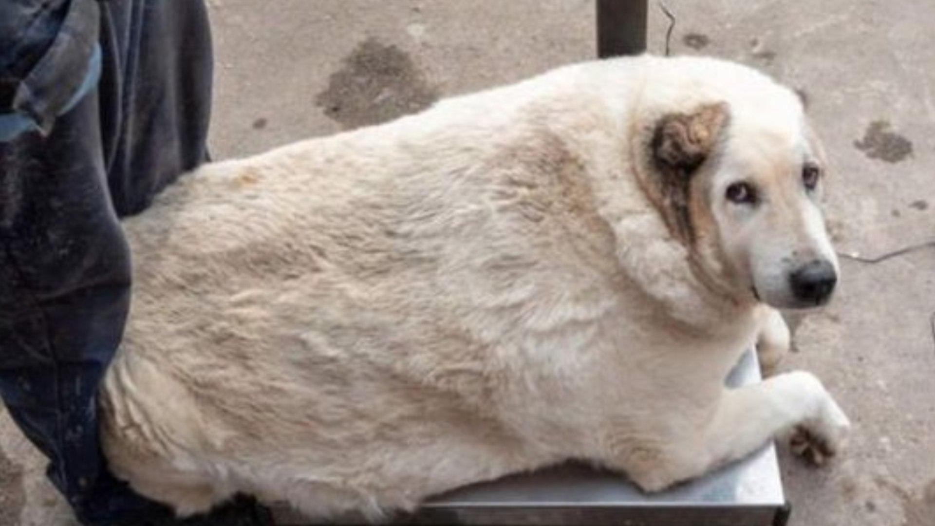 ¡Pesa 100 Kilos! Rescatan a Perrito con Obesidad Mórbida