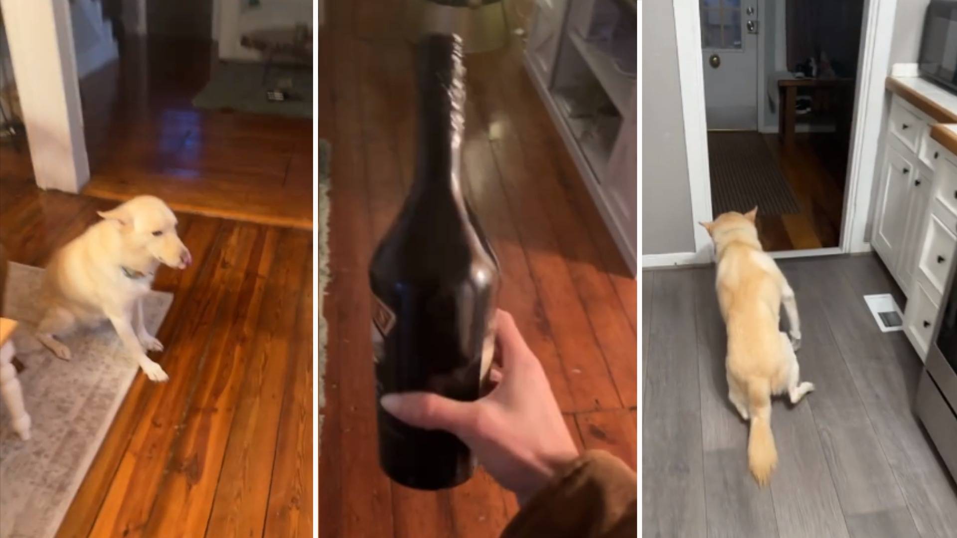 ¡Salud! Encuentran Borracho a Perrito tras Abrir un Par de Botellas de Alcohol | Video