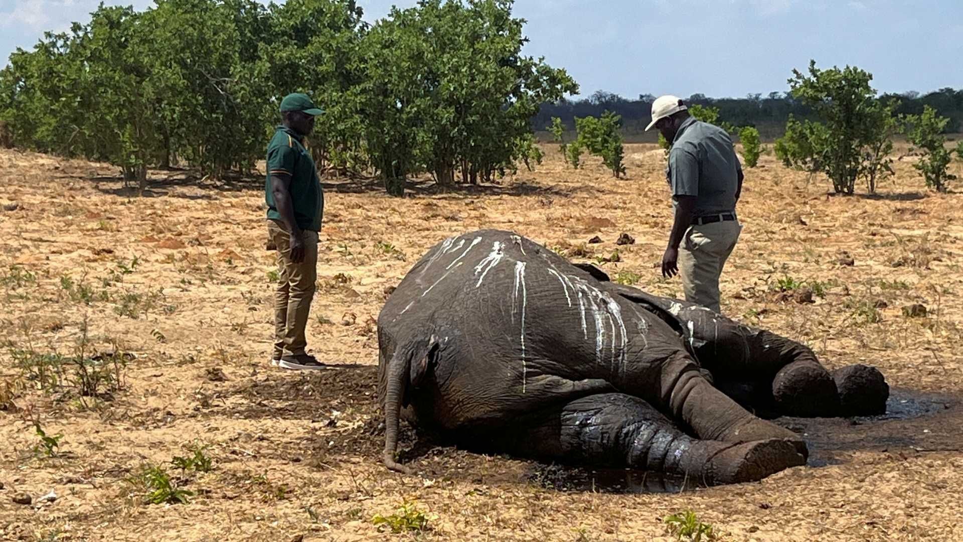 Mueren Decenas de Elefantes en Zimbabue por Sequía del Parque de Hwange