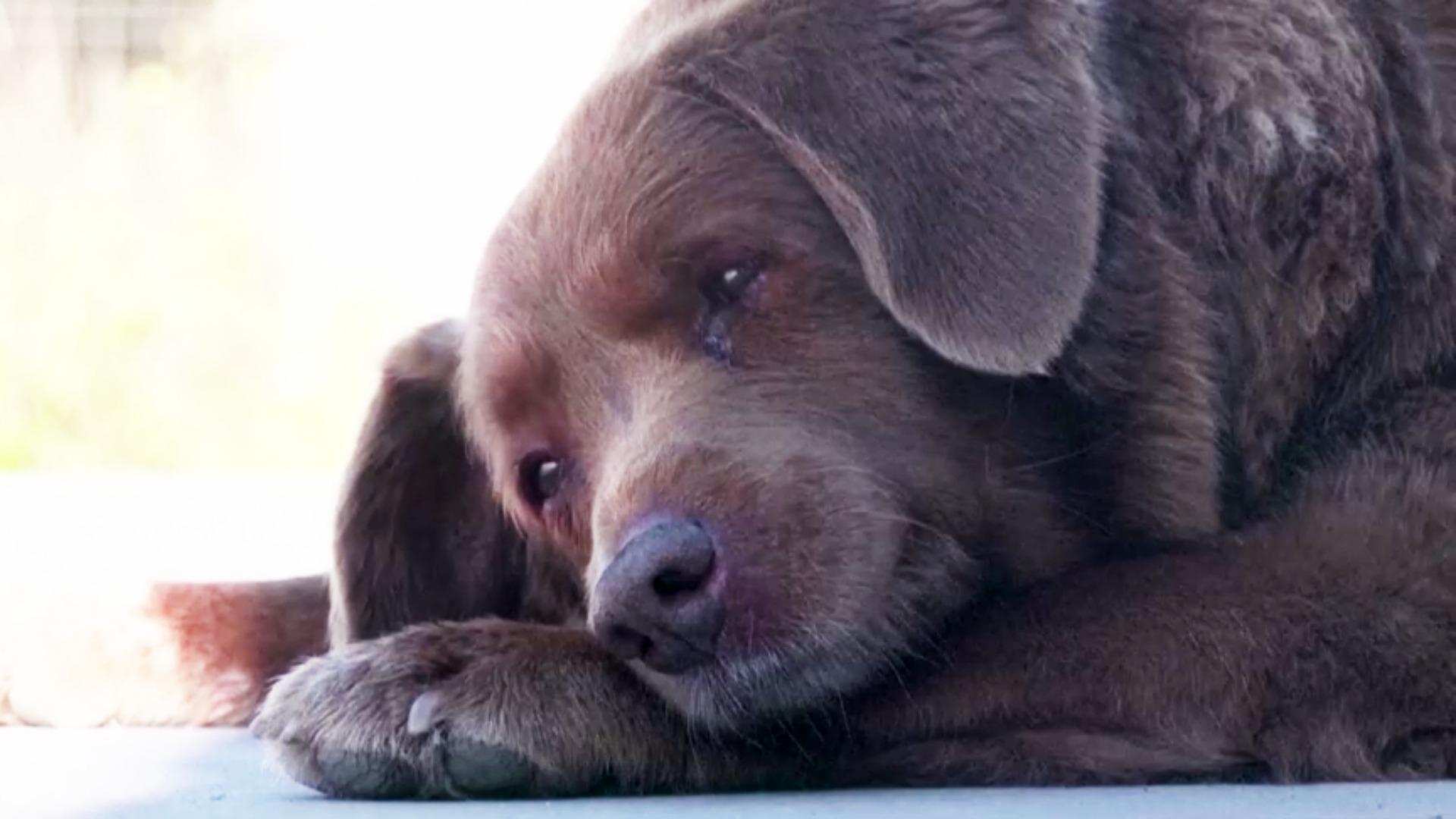 Bobi Pierde Récord Guinness del Perro Más Viejo del Mundo; ¿Qué Pasó?