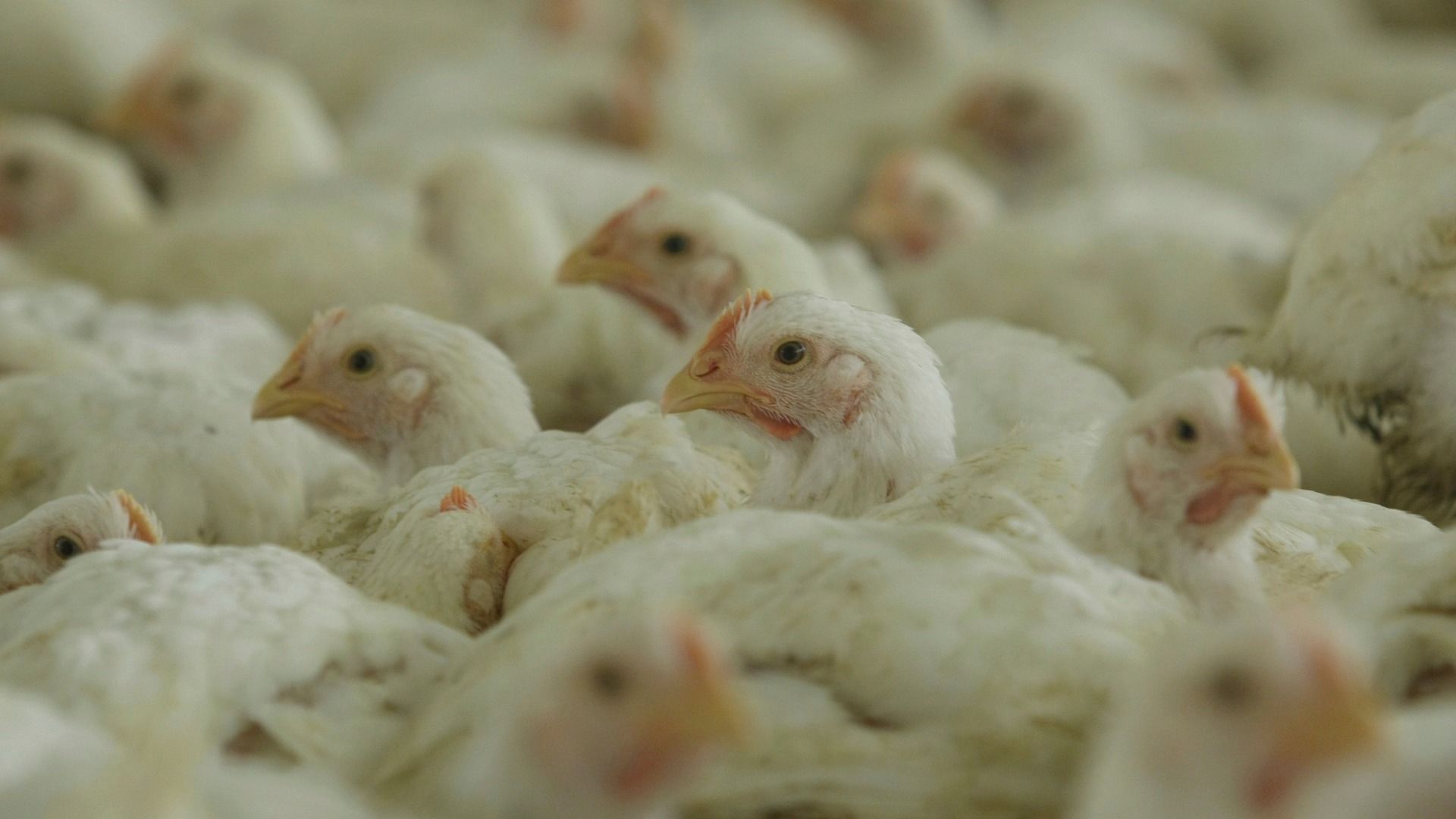 El Departamento de Agricultura de Estados Unidos de América (EUA) está a unos 18 meses de identificar una vacuna para la cepa actual de la gripe aviar 