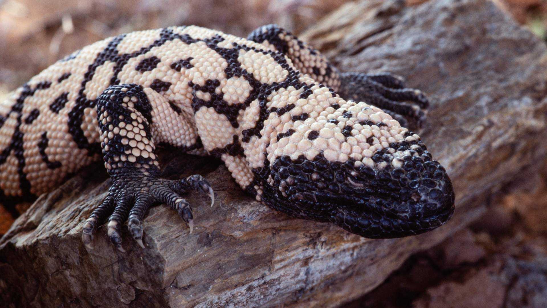 Los monstruos de Gila son reptiles venenosos que habitan de forma natural en partes del suroeste de Estados Unidos y zonas vecinas de México. Foto: AP