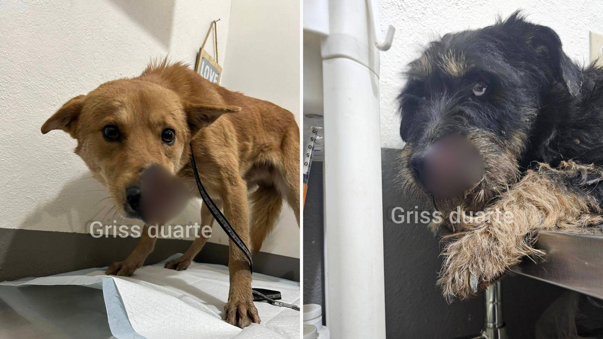 Rescatan a Perritos Atacados con Machete en Tijuana