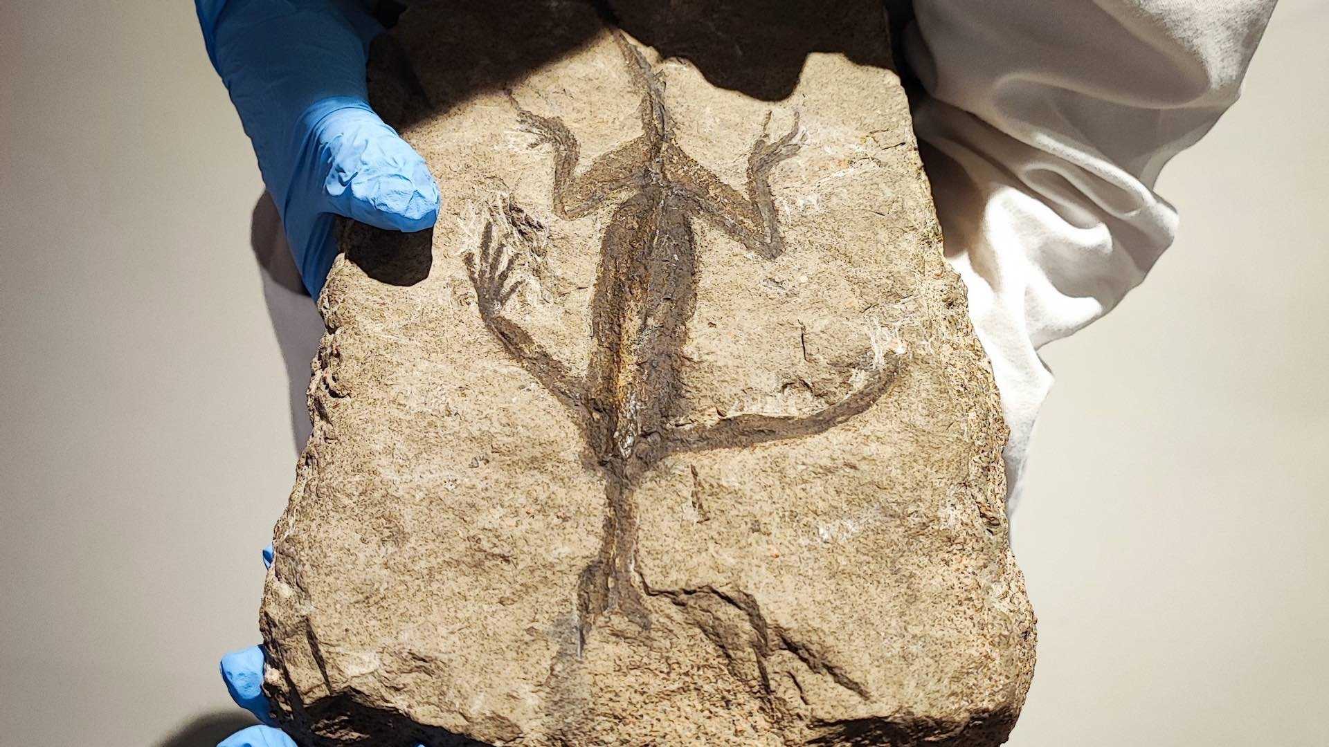 Fósil de ‘Tridentinosaurus antiquus’ resultó ser pintura
