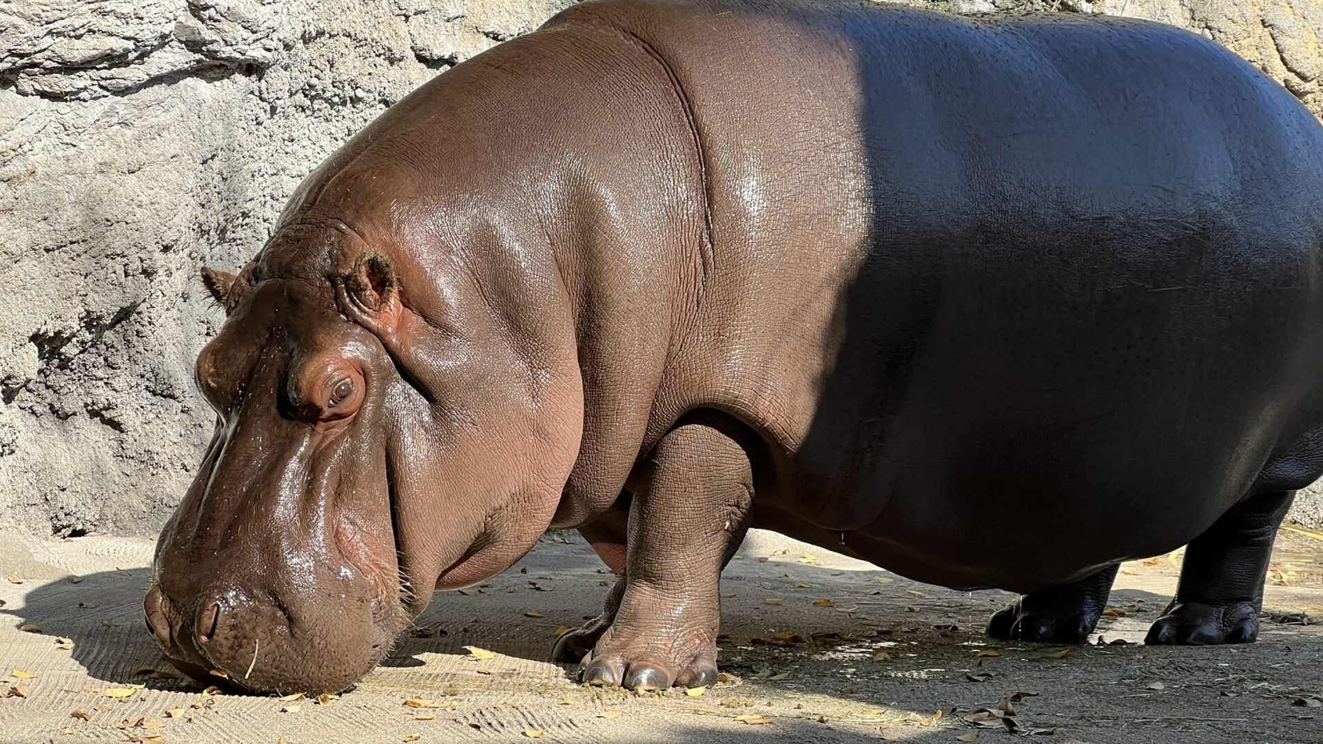 Hipopótamo Procedente de México Como Macho Resultó Ser Hembra en Japón