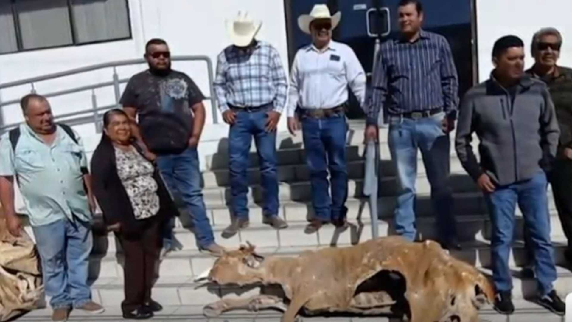 Protestan Dejando Reses Muertas en Chihuahua por Falta de Apoyos Ante Sequía Severa 