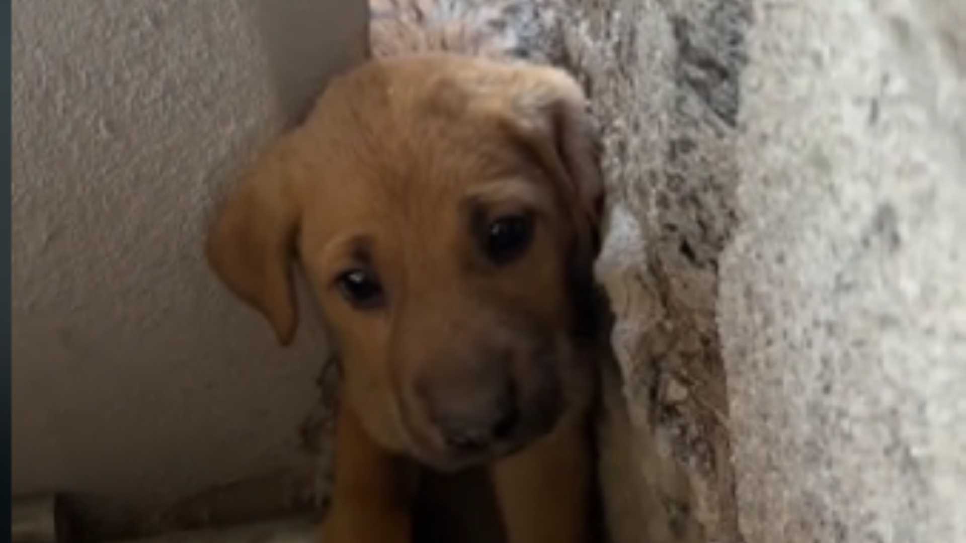 Video | Cachorro es Rescatado tras Quedar Atrapado en una Pared