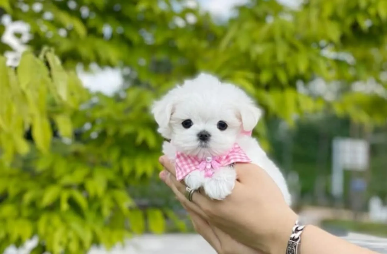 La cría de perros mini toy se lleva a cabo a través de prácticas poco éticas que les provocan problemas de salud como huesos frágiles o dificultad para respirar.