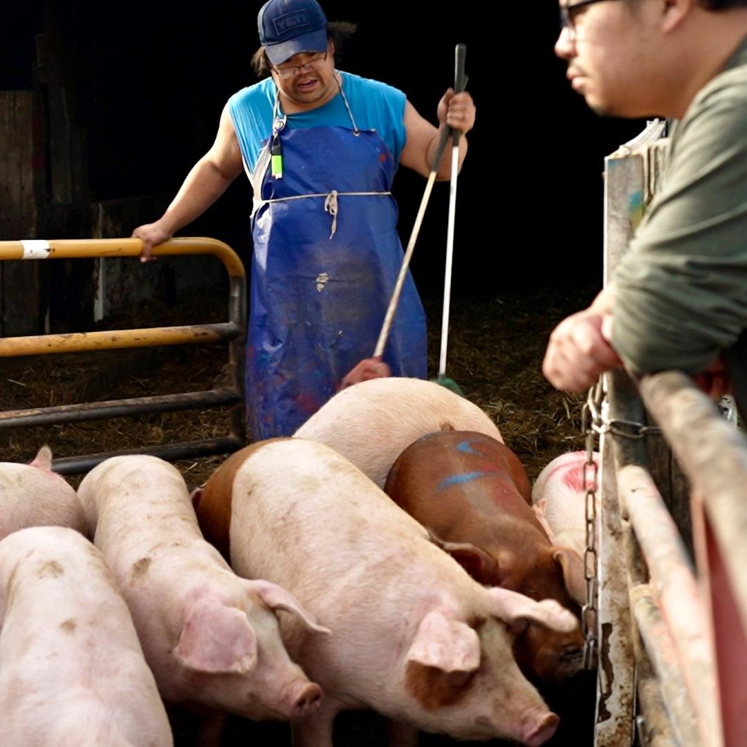 Granjeros en Hugo, Minnesota, revisan a los cerdos que serán llevados a una carnicería.