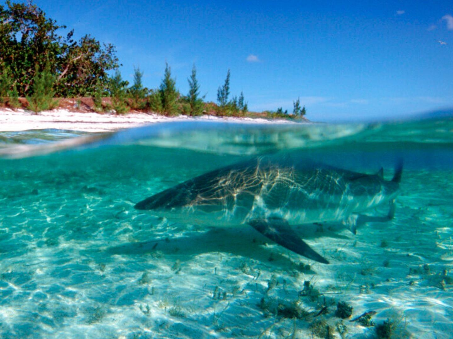 ¡Lamentable! Mujer Muere tras Ataque de Tiburón en Las Bahamas