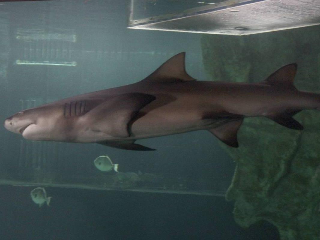 Muere Turista por Mordida de Tiburón en Parque Acuático de Melaque, Jalisco