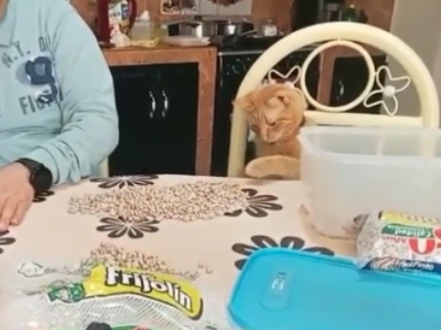 ¡’Michi’ Sorprendente! Gatito Ayuda a Sus Dueños Limpiando Frijoles y se Vuelve Viral en Redes Sociales