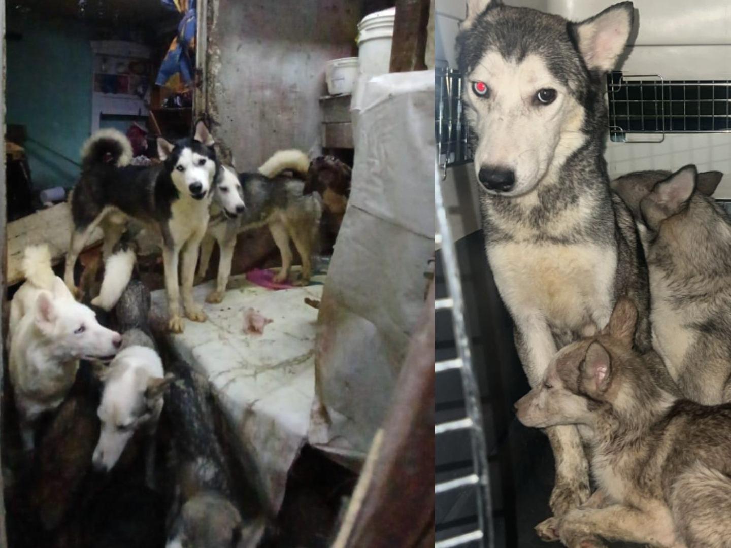 Rescatan a 21 Perritos que Sufrían Maltrato y Condiciones Insalubres en Vallejo, CDMX 