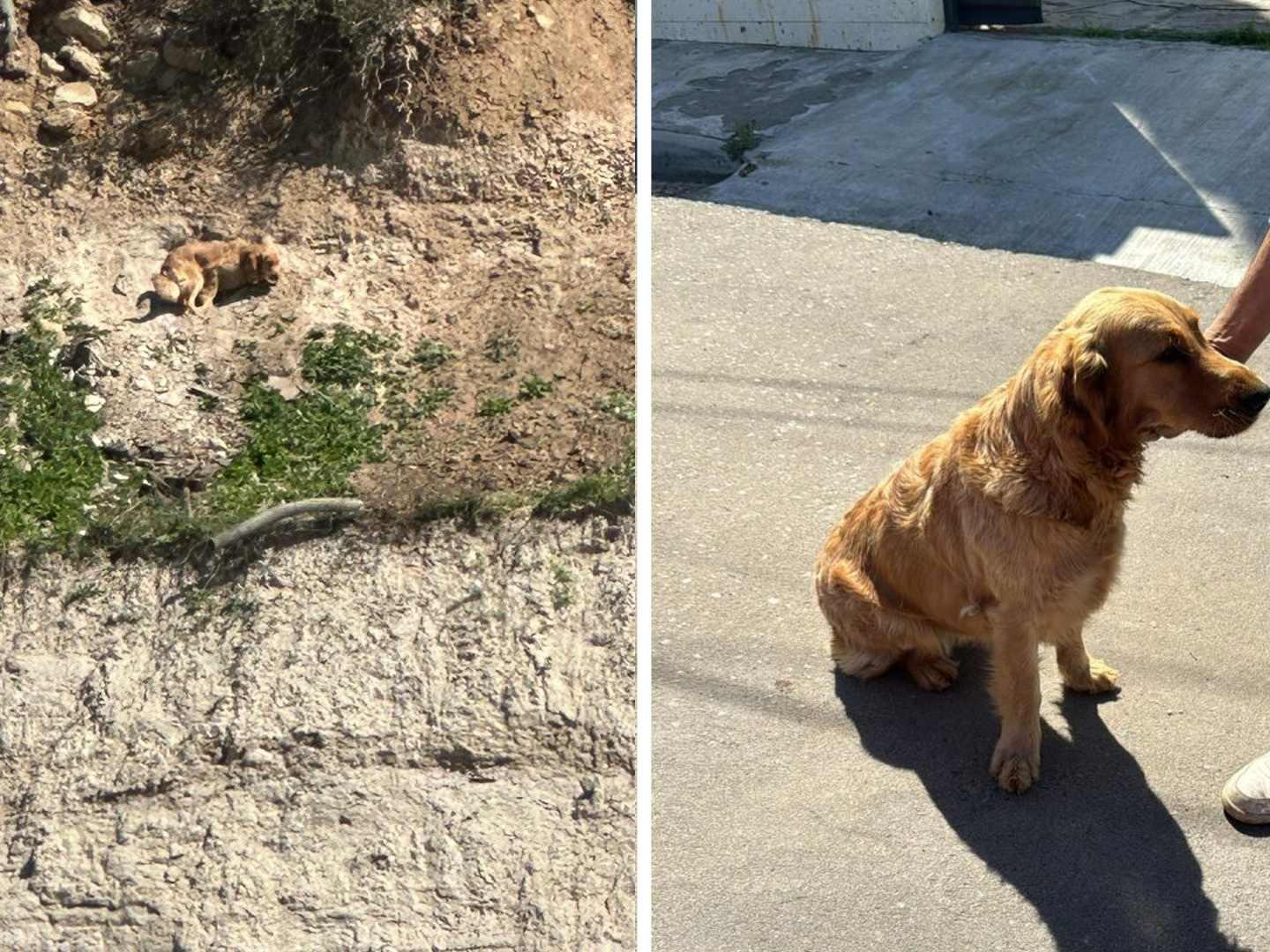 Rescatan a Perro que Llevaba Dos Días Atrapado en Talud de un Cerro en Tijuana