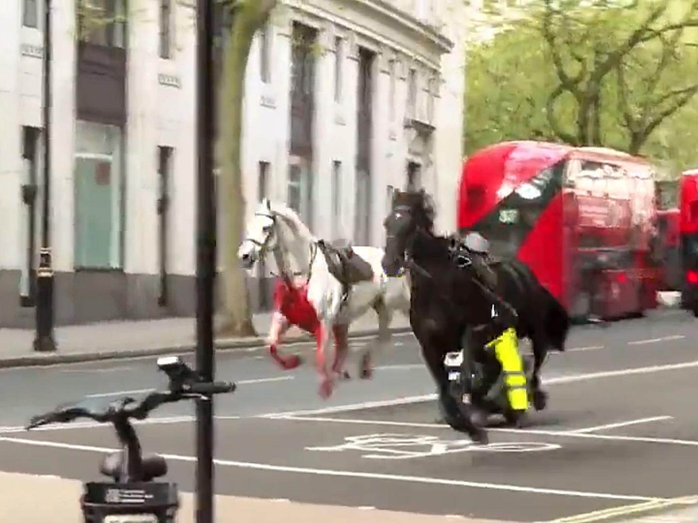 Video | Caballos Desbocados Siembran Pánico en Londres; Hay 4 Personas Heridas