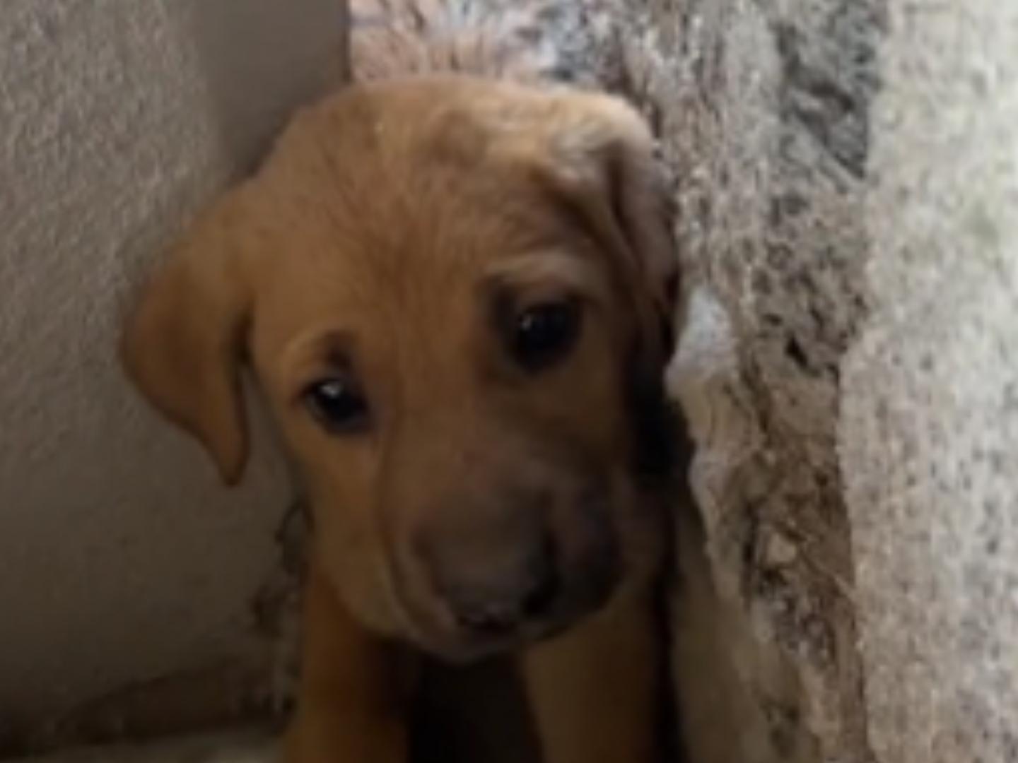Video | Rescate de Cachorro Atrapado Causa Ternura en Redes
