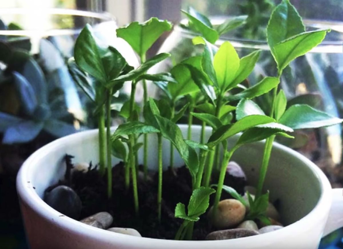 VIDEO: Así puedes plantar un limonero en una taza para decorar y perfumar tu hogar