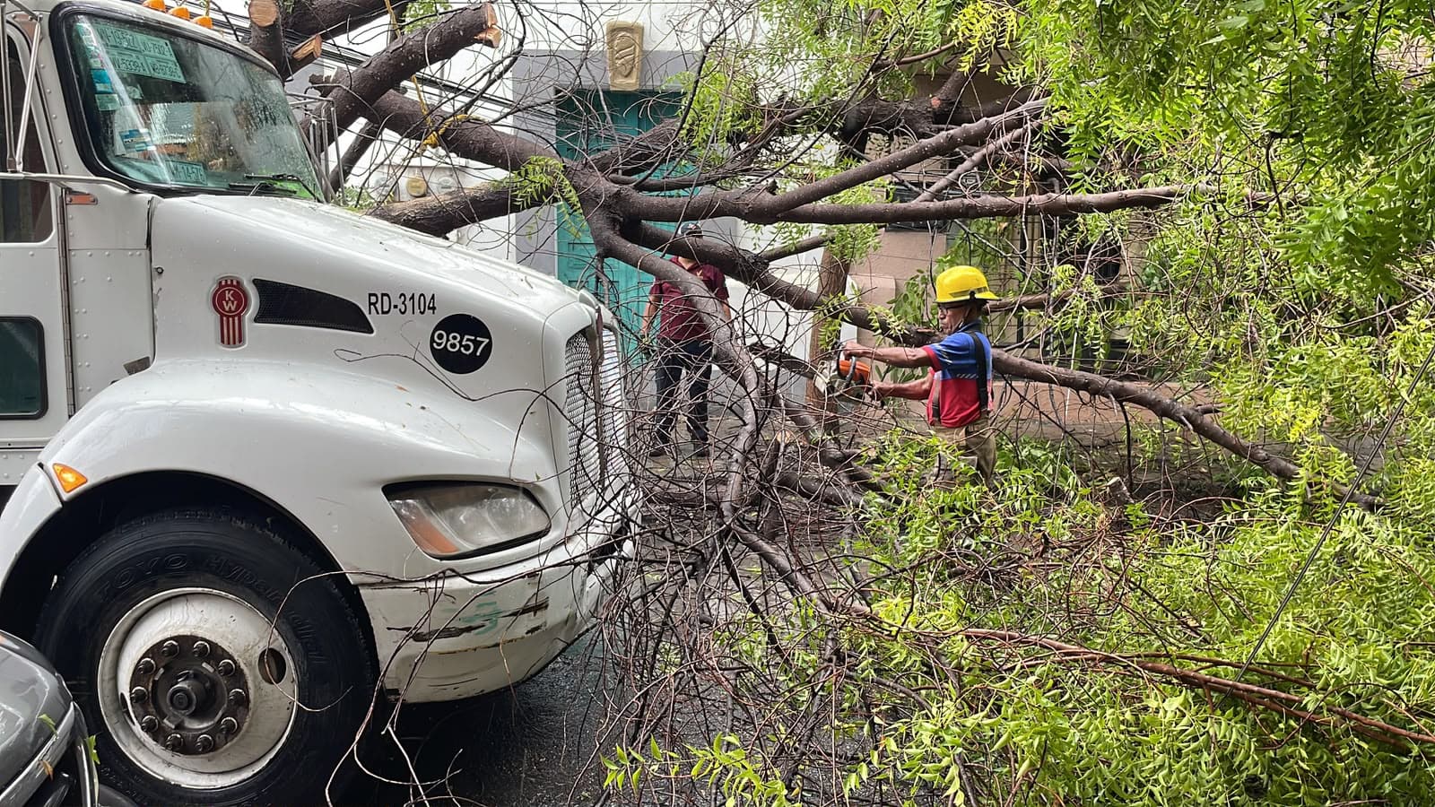 Árbol de Gran Tamaño Cae Sobre Camión y Obstruye Calle en Ciudad Victoria