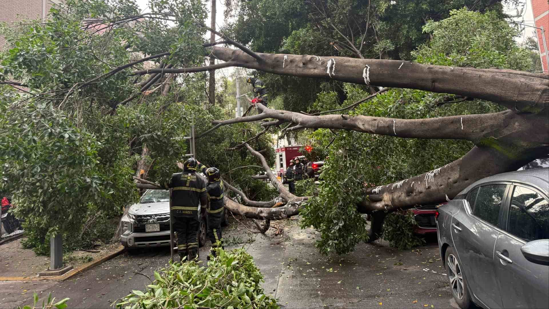 Árbol Cae sobre 8 Autos en Venustiano Carranza; Vecina Alerta por Riesgo