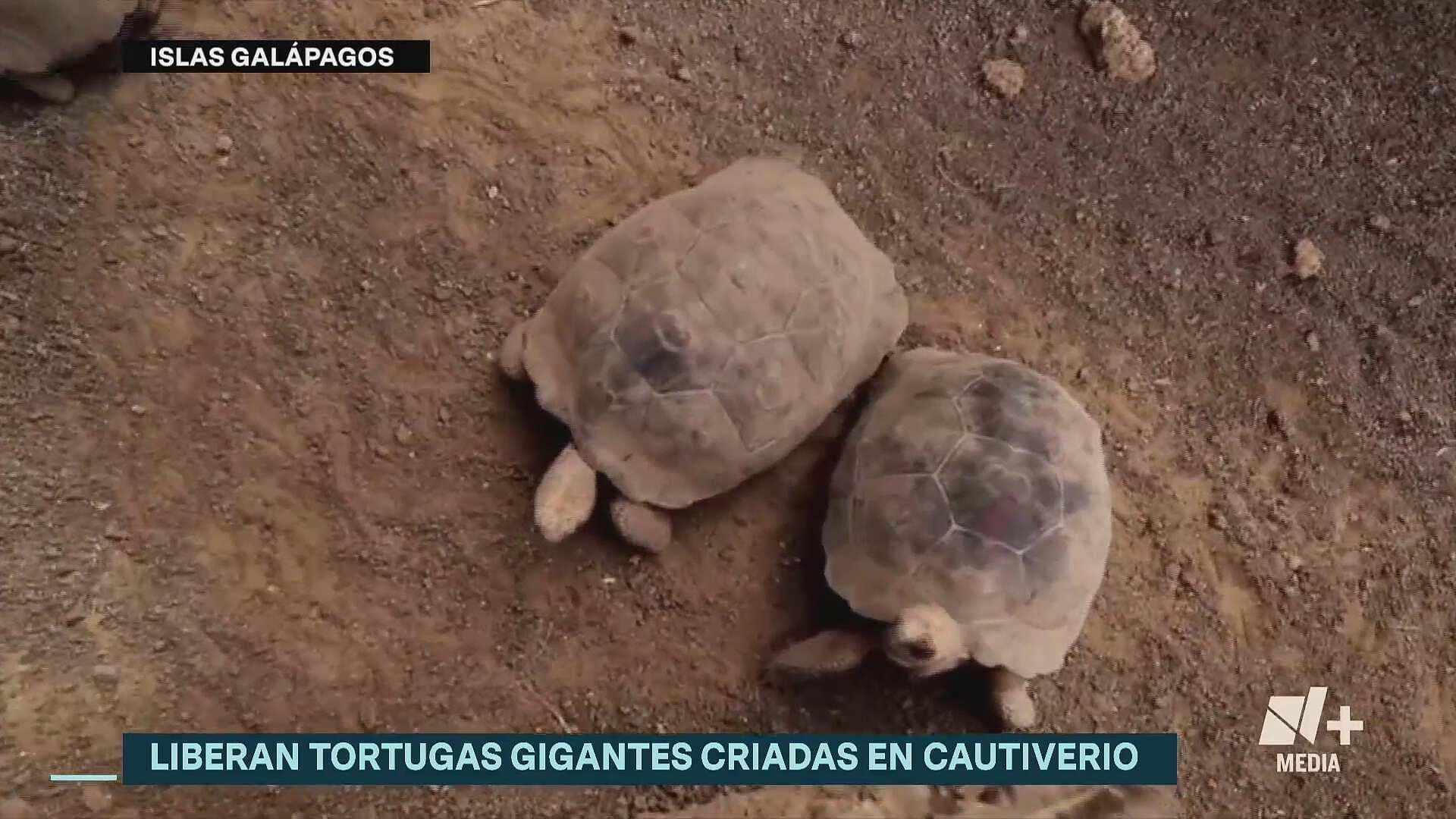 Liberan a 43 tortugas gigantes en las Islas Galápagos