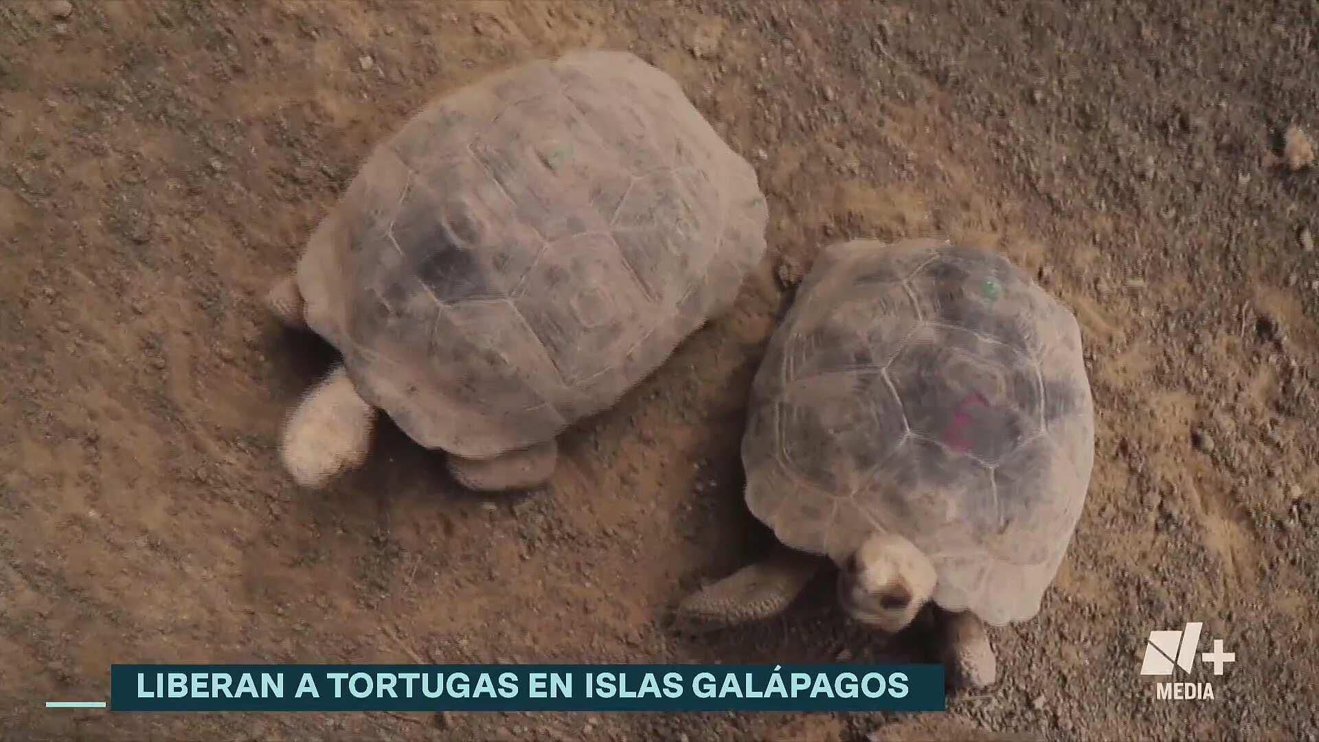 Liberan a tortugas gigantes en Islas Galápagos