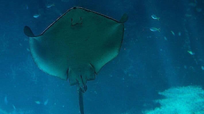 Realizan proyecto de conservación de mantarrayas en Islas Galápagos