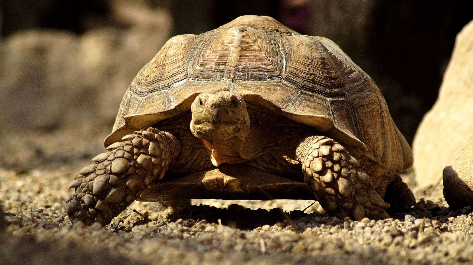 Reportan repoblación exitosa de tortugas gigantes en Islas Galápagos