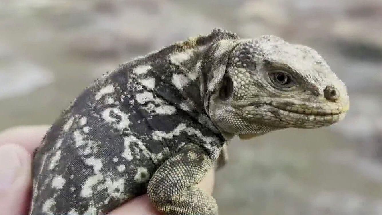 Iguanas se reproducen por primera vez en más de dos siglos en isla de las Galápagos
