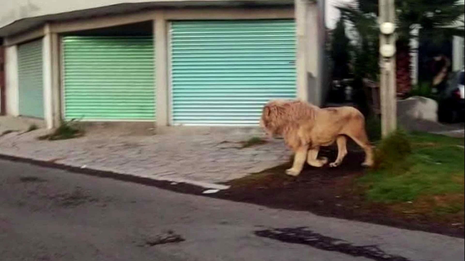 Captan a León que Caminaba por Calles de Ocoyoacac, Estado de México