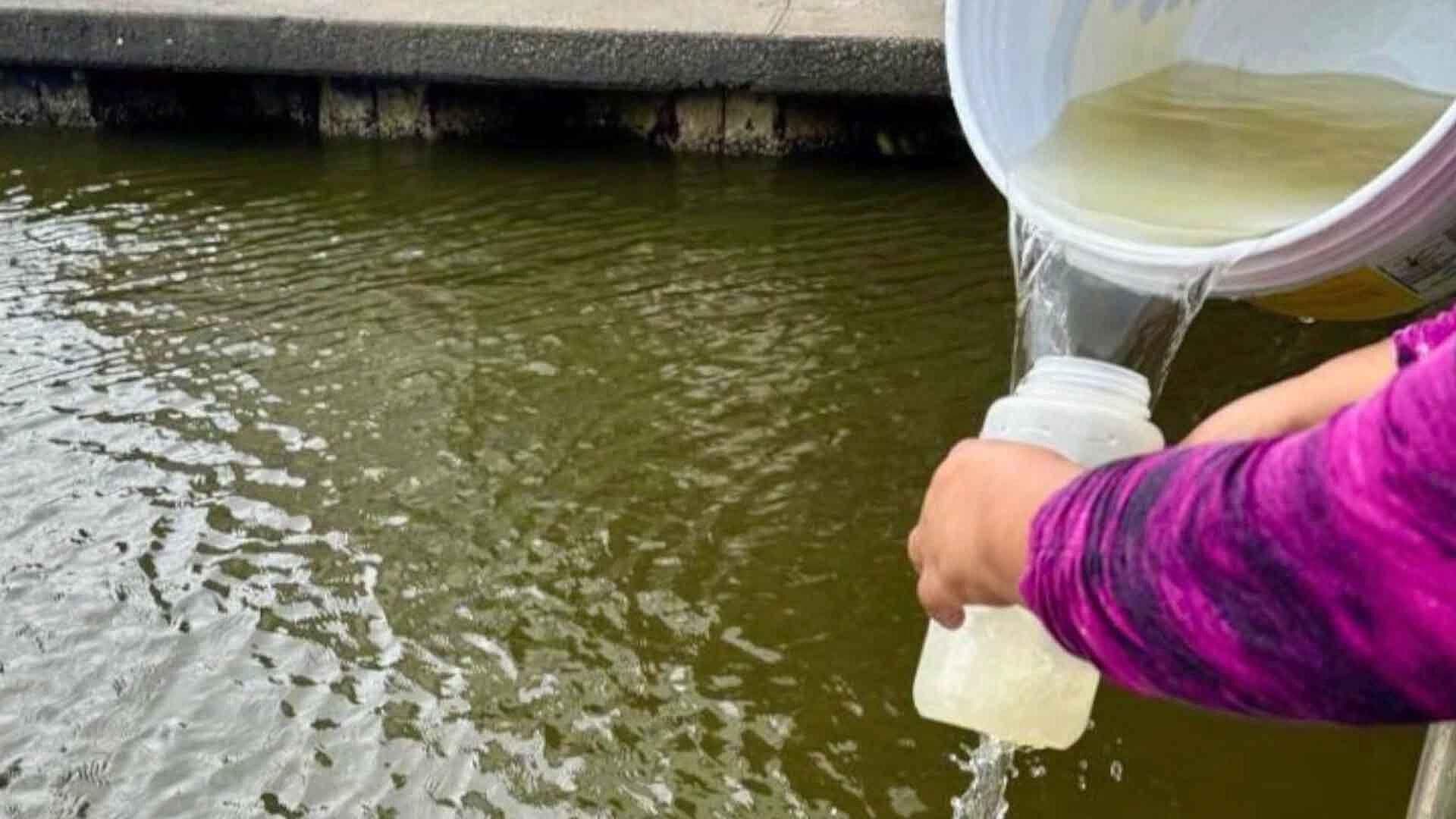 Analizan Calidad del Agua por Mortandad de Peces en el Canal de la Cortadura