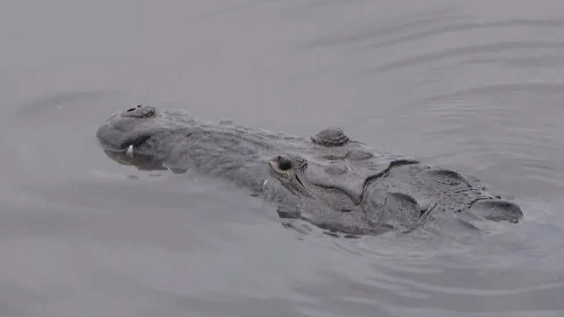 Avistamiento de Cocodrilos en Orilla de Laguna del Carpintero Sigue en Aumento