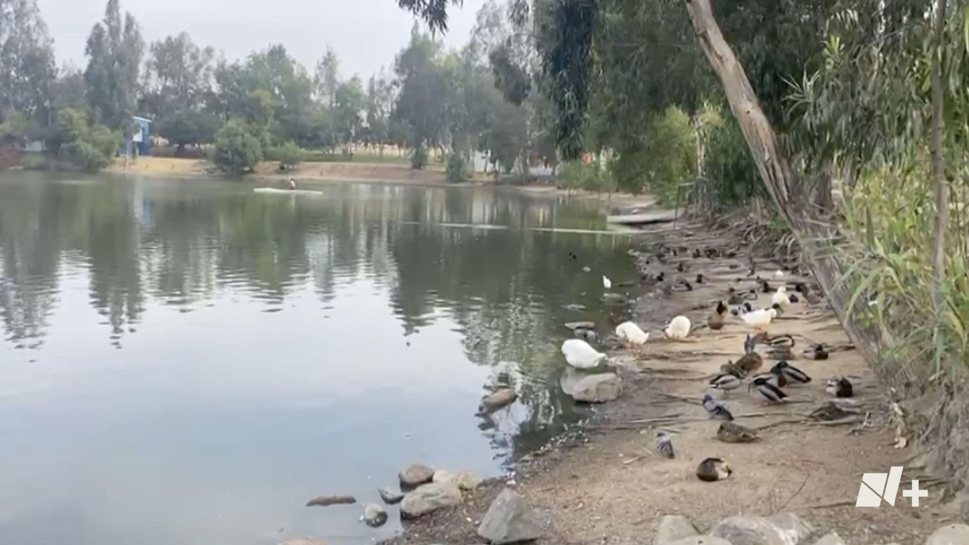 Mueren peces por contaminación en Parque de la Amistad en Otay