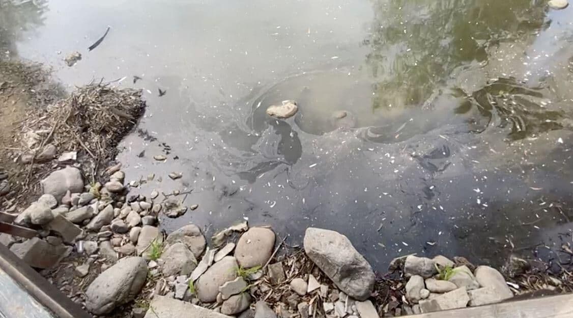 ¡Peces muertos! Tijuanenses señalan destrucción de fauna en Parque de la Amistad