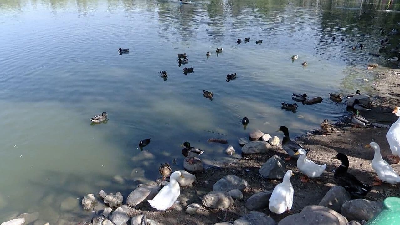 CESPT realizará dictamen sobre contaminación en Parque de la Amistad en Tijuana