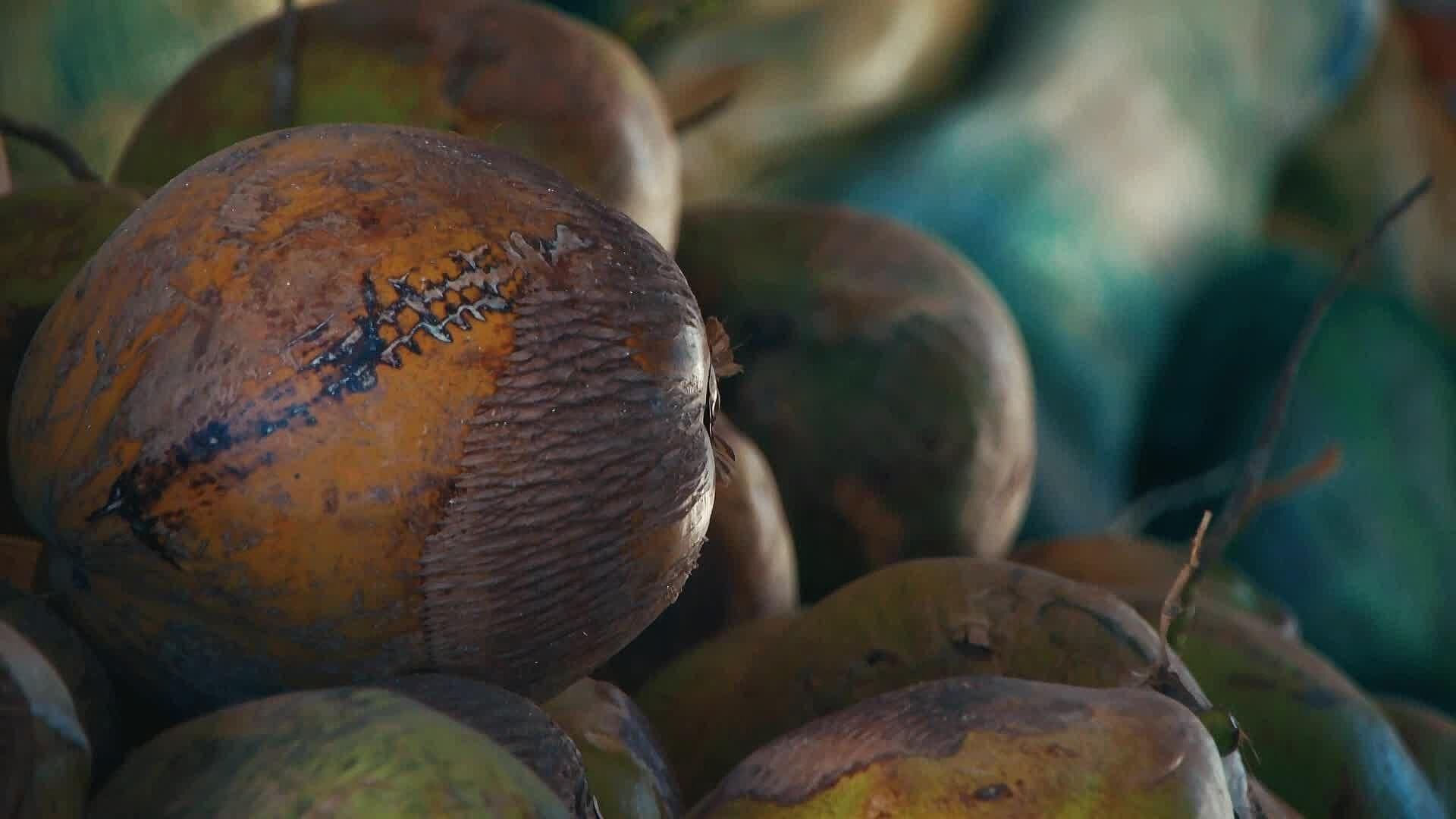 ¿Sabías que Santa Rosa Jáuregui, Querétaro es de los Principales Proveedores de Cocos?