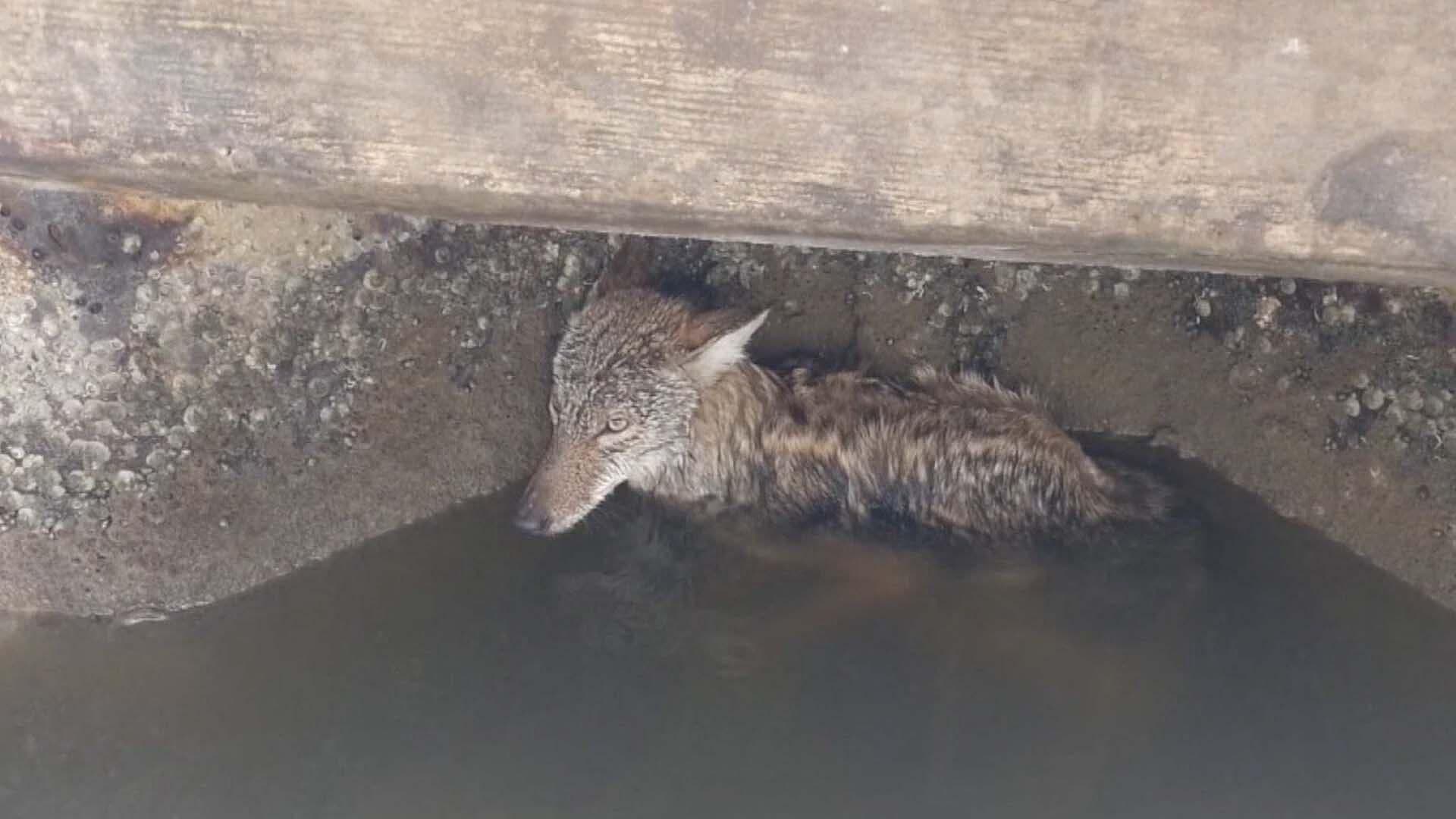 Bomberos Atienden Llamado por Coyote en Aguas del Canal de la Cortadura