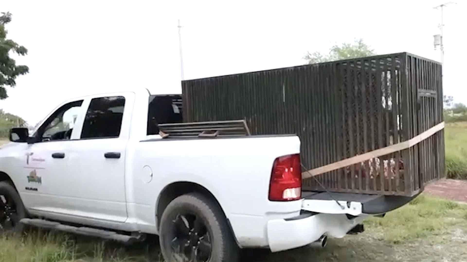 Colocan Jaulas Trampa en Ejido El Olivo por Presunta Presencia de Puma