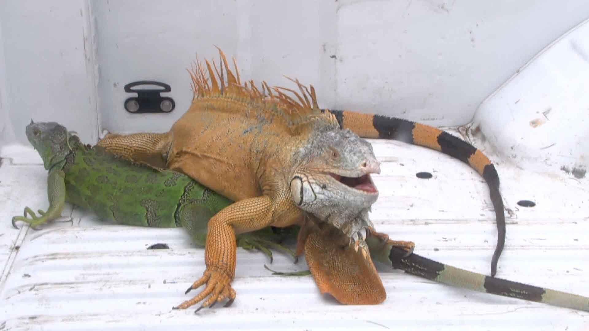 Rescatan a Iguanas 'Congeladas' por el Frente Frío #24 en la Laguna del Carpintero