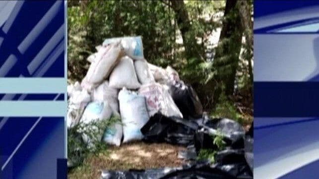 Localizaron Abandonados 800 kg de Marihuana en Urique