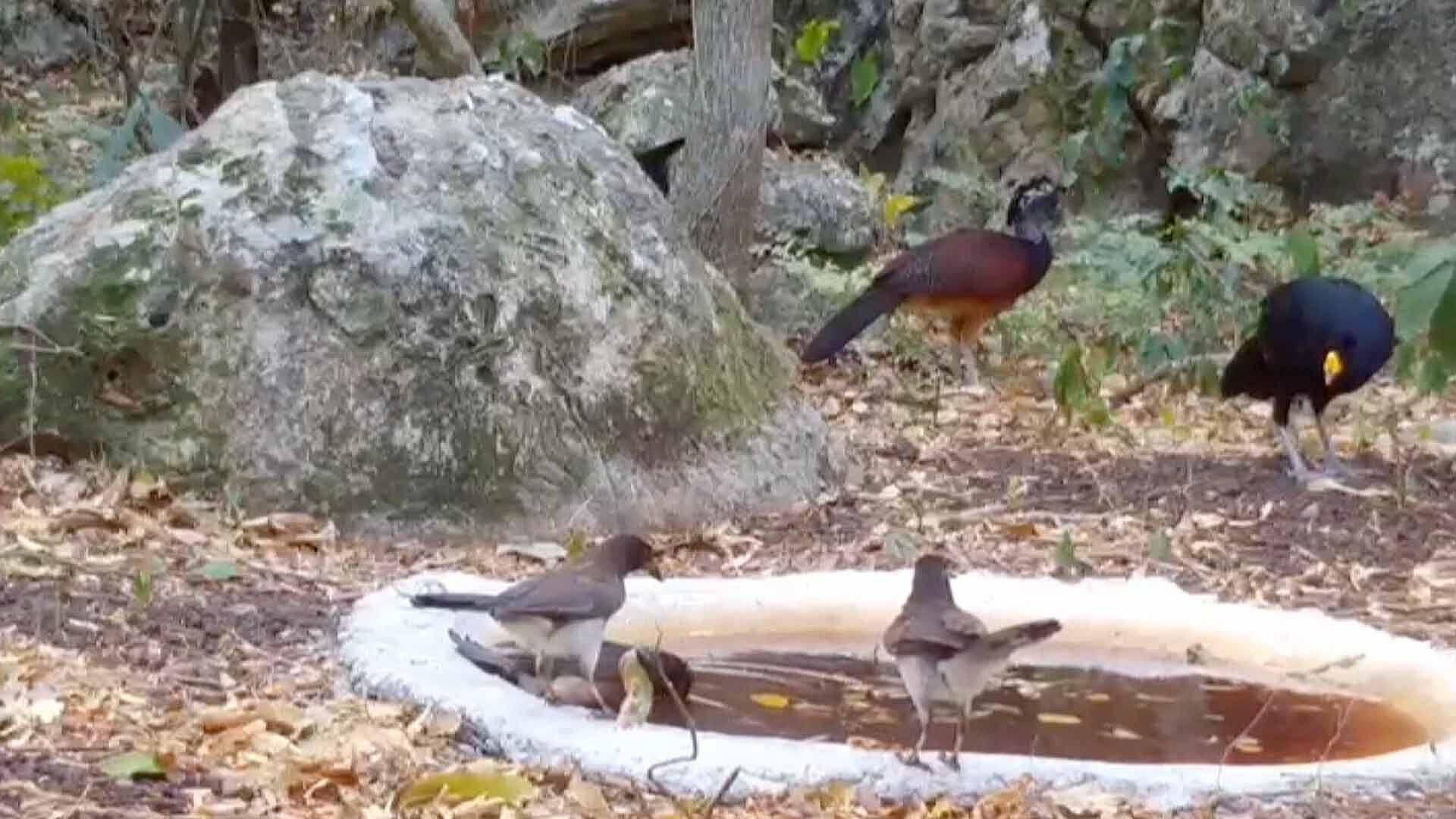 Por Altas Temperaturas Instalan Bebederos para Animales en Gómez Farías, Tamaulipas