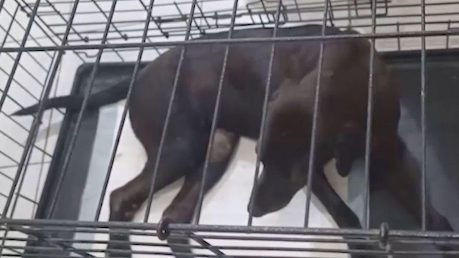Fallece "Negrita" Perrita Rescatada al ser Atropellada en Kanasín