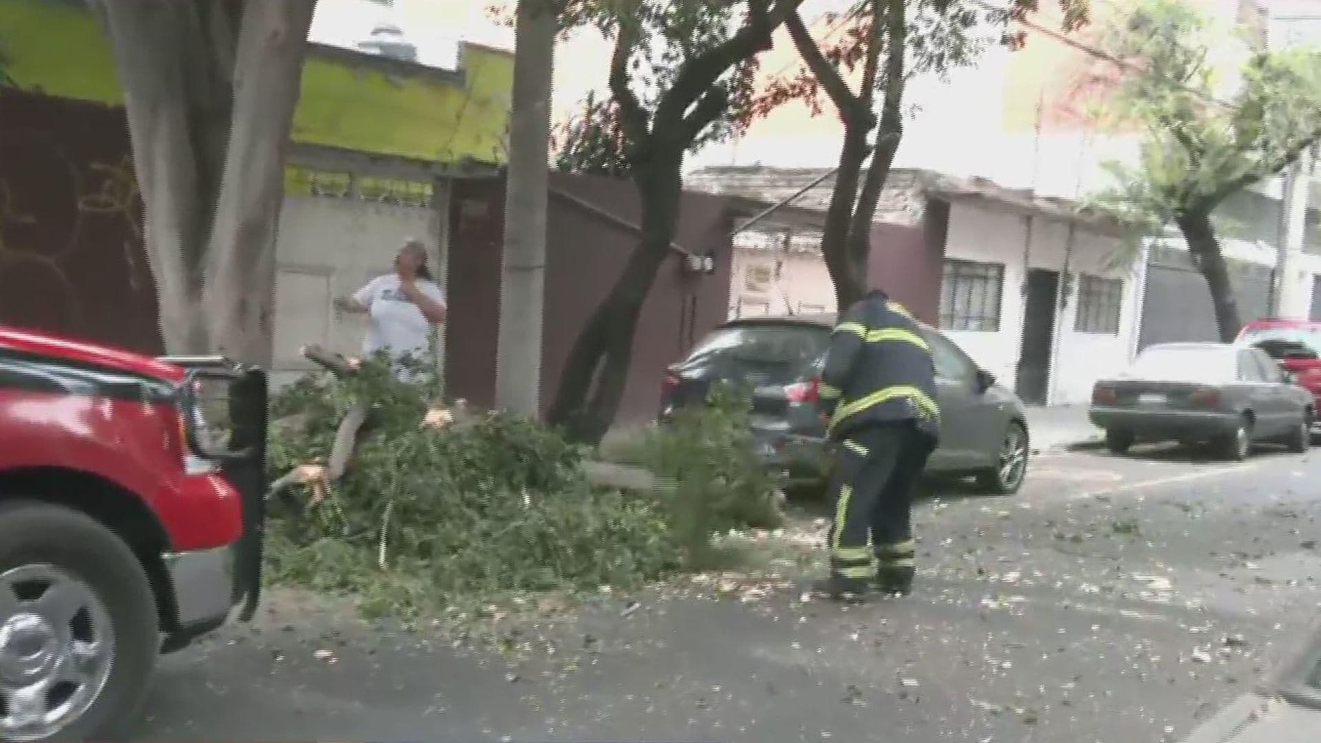 Viento Provoca Caída de Árbol en la Colonia Portales, CDMX