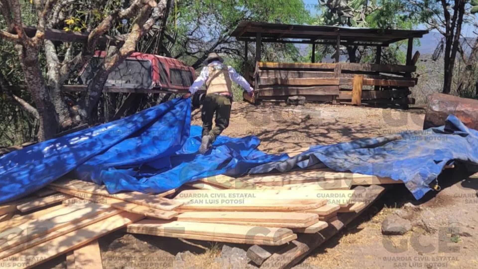 57 Piezas de Madera de Pino Fueron Aseguradas en un Predio en Rioverde, San Luis Potosí