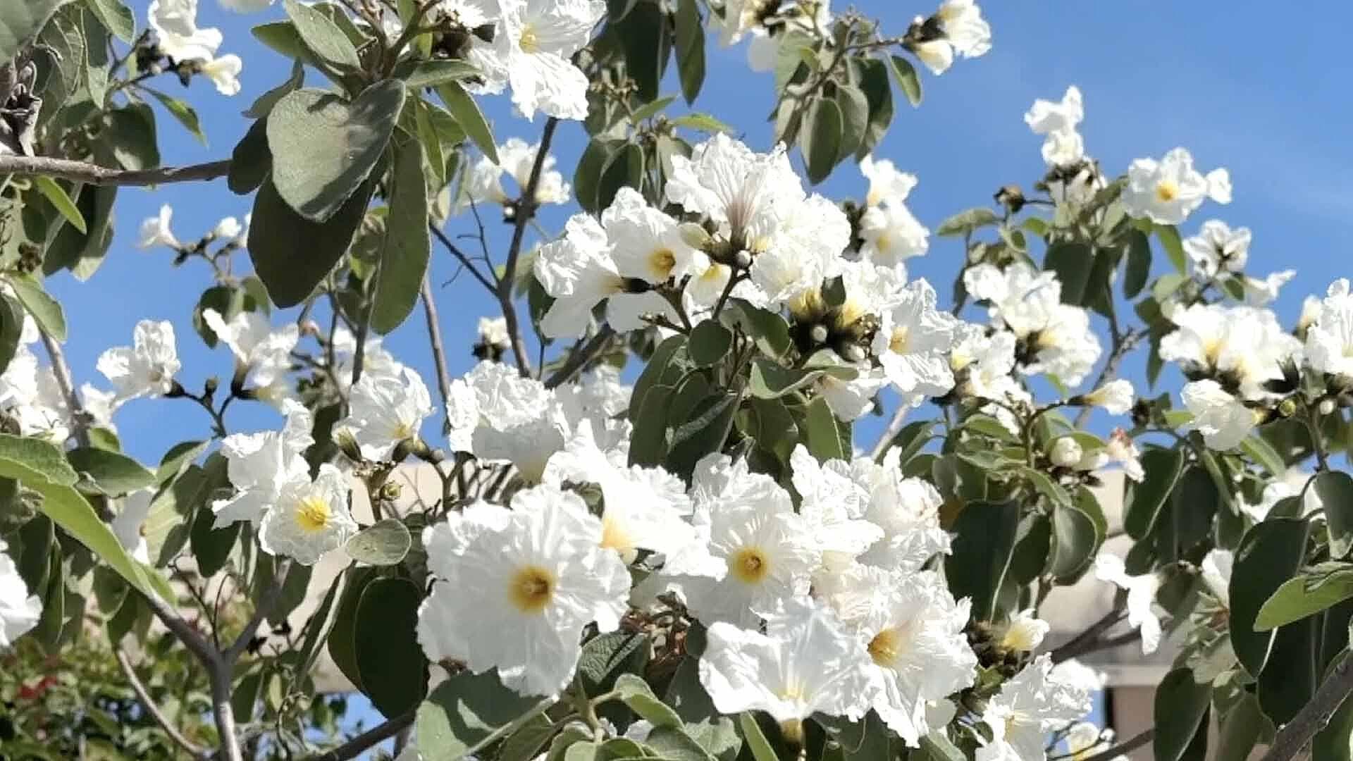 Conoce la Anacahuita, Inspiración en la Creación de la Cuera Tamaulipeca